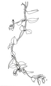 Kamperfoelie, Lonicera periclymenum, een lijntekening van ©julyleesberg