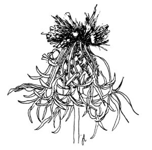 Centaurea scabiosa, grote centaurie ©jl
