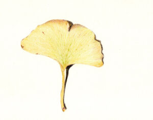 Leer planten tekenen in het Atelier van July Leesberg