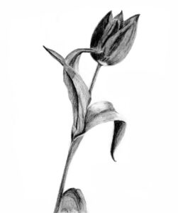 Anita Lek werkt met schaduwwerking in het Atelier voor plantentekenaars bij July Leesberg