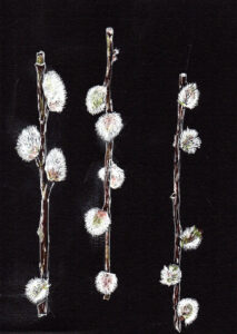 Pien van Dael licht op donker tekening in Atelier voor Plantentekenaars bij July Leesberg