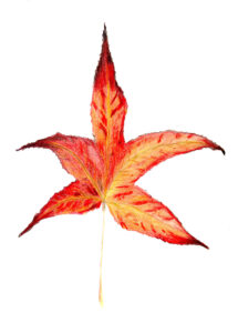 In het Atelier van July Leesberg tekende Pien van Dael met kleurpotlood dit veelkleurige herfstblad van de amberboom