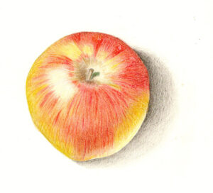 In het atelir van July Leesberg leer je planten tekenen met kleurpotlood. Dit is een rood met geel appeltje getekend door Pauline Jacobs in 2025.