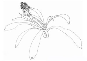 Een lijntekening van de geurende sterhyacint gemaakt door July Leesberg in 2018. De latijnse naam is Scilla lilio-hyacinthus.