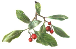 Een tekening van van een takje met levendig groen blad en oranjerode bessen, Crataegus lavallei getekend door July Leesberg in 2025. Aankondiging voor een Atelier Planten Tekenen in Wageningen.