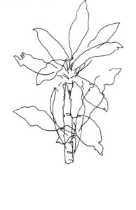 Lijntekening van een rododendron top met blad van Annette Plomp 2024